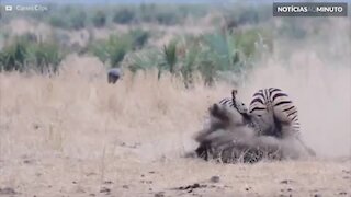 Zebras travam batalha épica em Parque Nacional na África