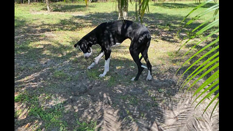 Funny Digging Great Dane Puppy DeWeeds The Grass