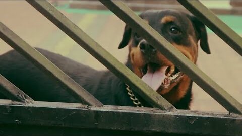 ritz modified #Rottweiler #car #youtubevideo #viral