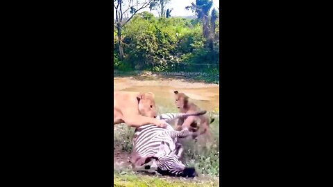 super Animal 🐅🦁🐫shorts video