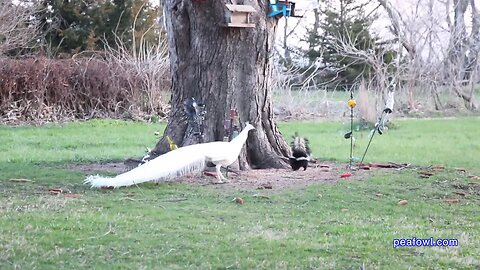 White peacock and skunk showdown, Peacock Minute, peafowl.com