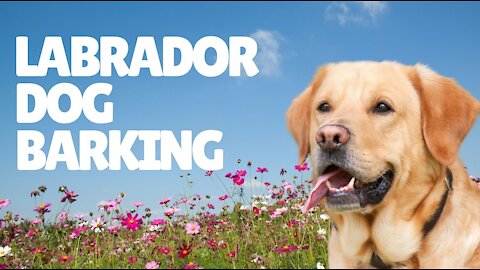 Labrador Dog Barking Sound Effect | Labrador Retriever Dog Barking | Dog Barking