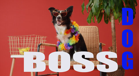 COOL DOG WITH BOSS MOOD