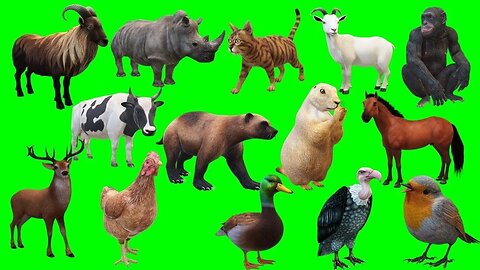 Copyright Free 3D Animated Animals And Birds Green Screen Effect Chroma Key Royalty free video