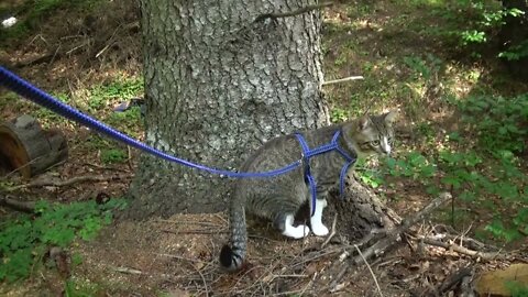 Curious Kitten Is Fascinated by Nature