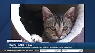 Pets up for adoption at the Maryland SPCA