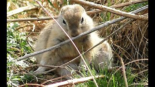 Gopher after hibernation