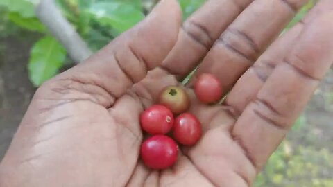 FILIPINO CHERRY TREES, SUKA LUGONG BAHAY MIX, & URBAN GARDEN TIPS...