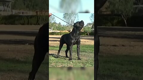 🌟 "Guardians of Valor: Big & Terrific Guard Dog Breeds Compilation!" 🌟