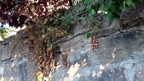 retaining wall on Washington Street in great Danger