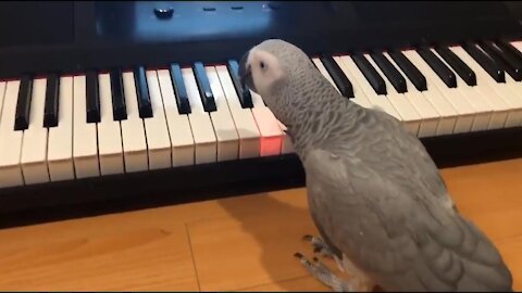 Amazing! African grey parrot plays tune on piano V