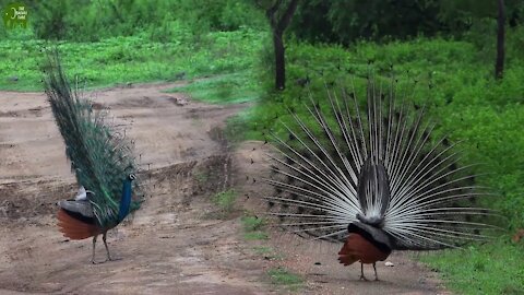 A beautiful Sri Lankan Peacock dancing