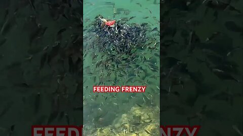 FEEDING FRENZY | TURKEY TRAVEL