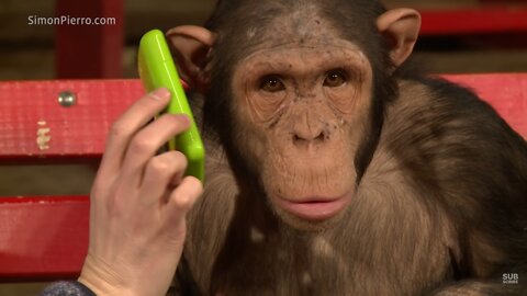 Funny Chimpanzees React To iPad Magic