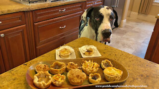 Great Dane thoroughly enjoys a very tasty treat