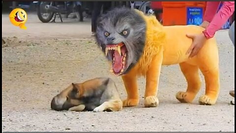 Trool Prank Dog Funny & fake Lion & Fake Tiger prank To Dog