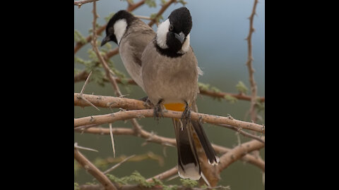 Converting the brutal bulbul to the beloved bulbul