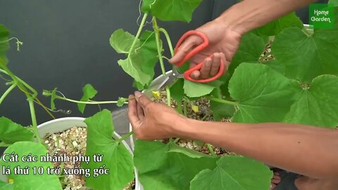 Growing Snow Leopard Melon,bear fruit all summer