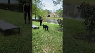 Training recall with Samson the Rottweiler