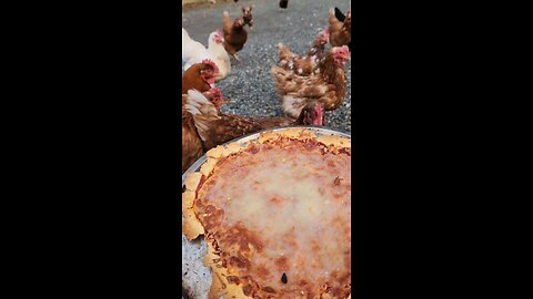 Chickens Eating Pizza