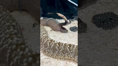 AMAZING Snake Live Birth! 🤩🐍