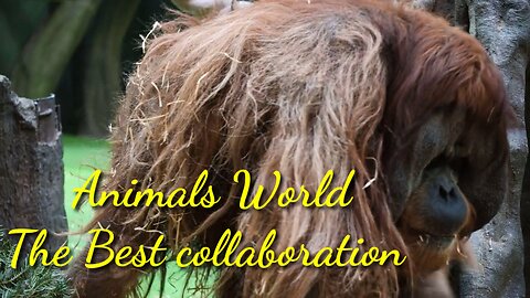 Animal world | collaboration animal world living together