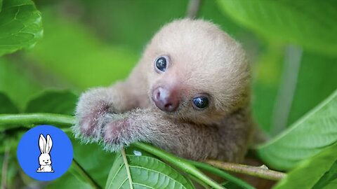 Funny and Cute Baby Sloths - FUNNIEST Compilation