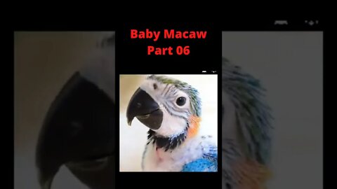 Baby Macaw grown-up healthy Part 06