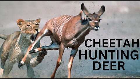 Cheetah Hunting Deer