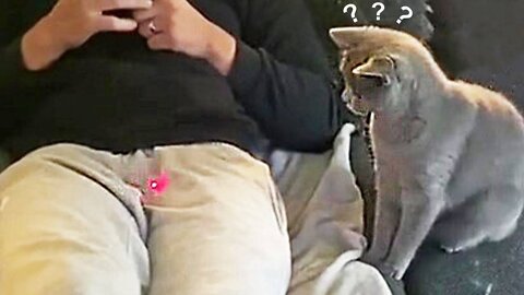 Funniest Cats 😹 - Don't try to hold back Laughter 😂 - Funny Cats Hack – 125