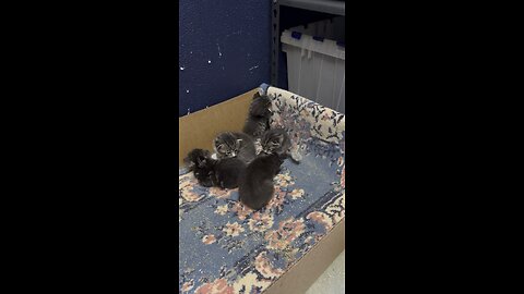 5 Cute kittens - Adorable