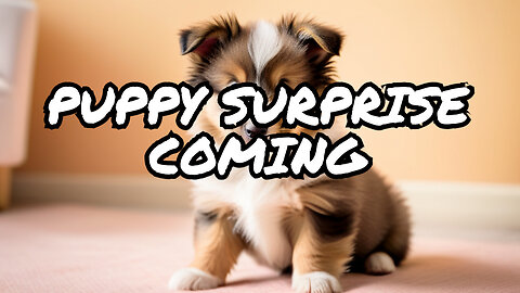 Unexpected Sheltie Announcement - puppy coming soon!