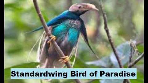 Birds & Standardwing Bird of paradise