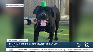 Pet of the Week: Santo