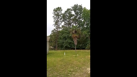 Another large pine tree near the house comes down.