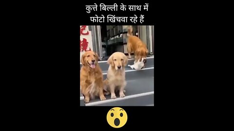 कुत्ते बिल्ली के साथ में फोटो खिंचवा रहे हैं😱Dog posing with cat👈