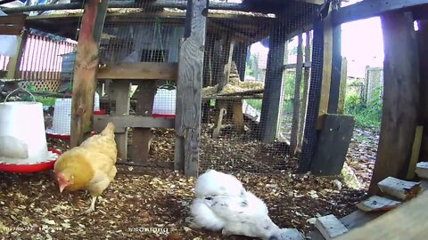 Silkies and Betty Sue scratching around