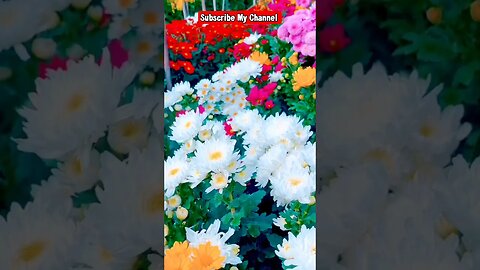 Beautiful🌹 Flowers 🌹#trending #shortsvideo #🌼 #vairal #Beauty #viral #ytshorts #roses #zayanhamid