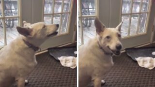 Deaf Dog Thinks He's Barking