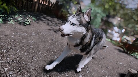 Skyrim Snow Dogs (Husky)