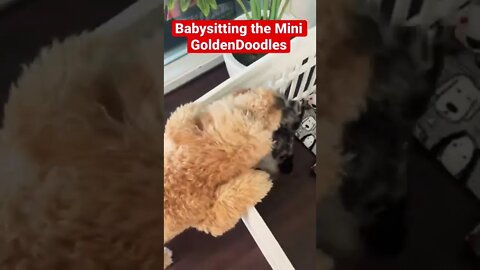 Love Mini GoldenDoodles #dogs #minigoldendoodles #goldendoodles #puppies