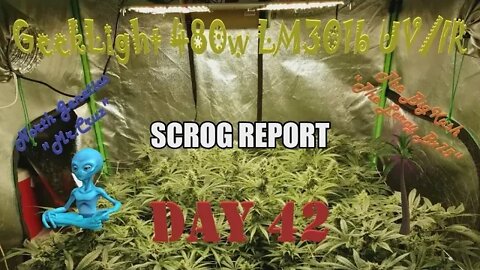 "Feeling Scroggy" S2 EP7 / #Geeklight LED / #NorthGenetics 👽 / Leroy Bx75 / Day 42