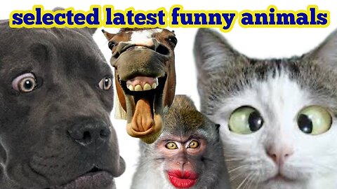 These are latest selected most funny animal videos, funny animals, funny dogs, funny cats