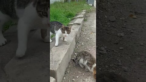 Save Street Cats