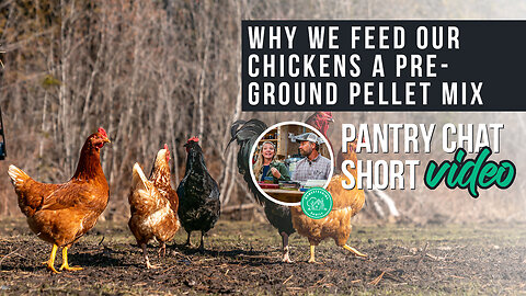 Feeding Chickens Pre-Ground Pellet Mix Instead of Foraging? | Pantry Chat Podcast SHORT