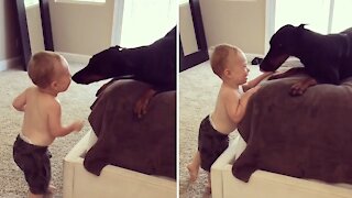 Baby and loving Doberman share a precious bond together