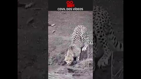 crocodilo atacando leopardo