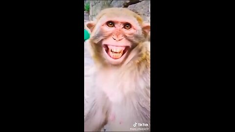 Laughing Monkey 🤣😂🐒🐵 #viral #laugh #funny #comedy