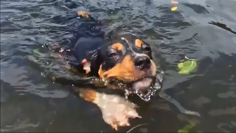 Puppy with Skull Injury Swims for the First Time then Beefs it Out with a Belgian Malinois