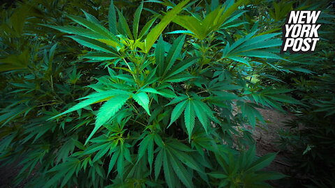 Some marijuana compounds can block coronavirus from entering cells: study